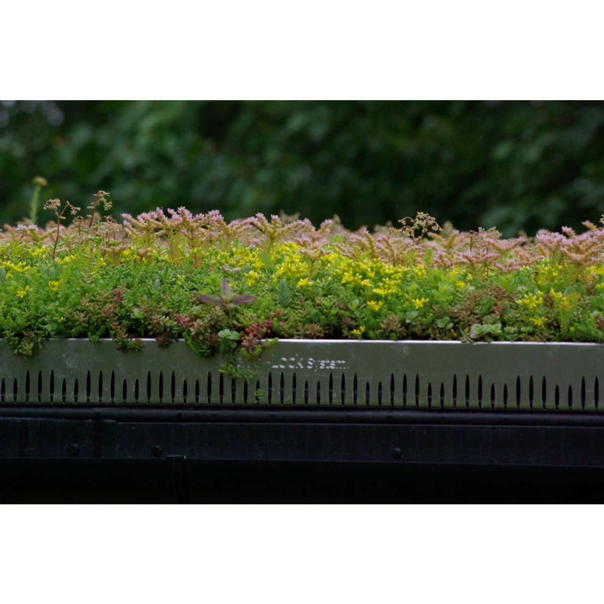 Product image for Sedum & Wildflower Grufetile Green Roof Kit