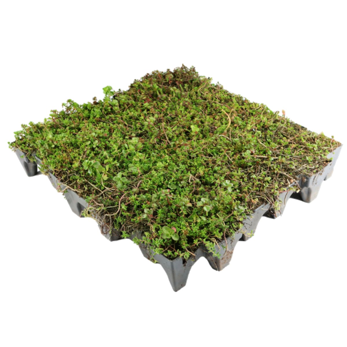 Product image for Sedum Grufetile Green Roof Kit